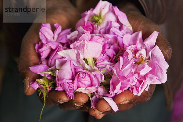 Mann halten Knospe Rose handvoll Kasbah Marokko