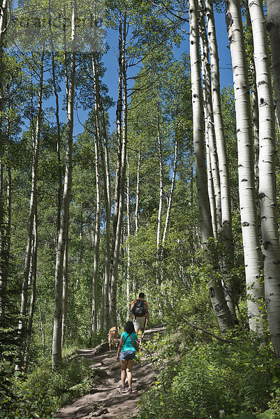 Espe  Populus tremula  Vereinigte Staaten von Amerika  USA  Colorado