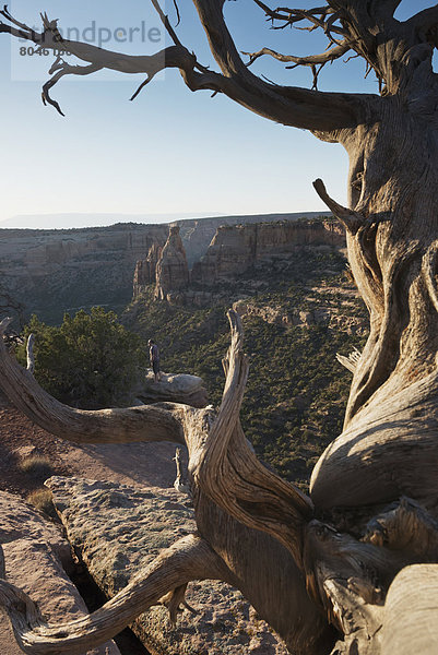 Vereinigte Staaten von Amerika  USA  Felsbrocken  Ehrfurcht  schlank  rot  Ansicht  Schlucht  Colorado  Sandstein