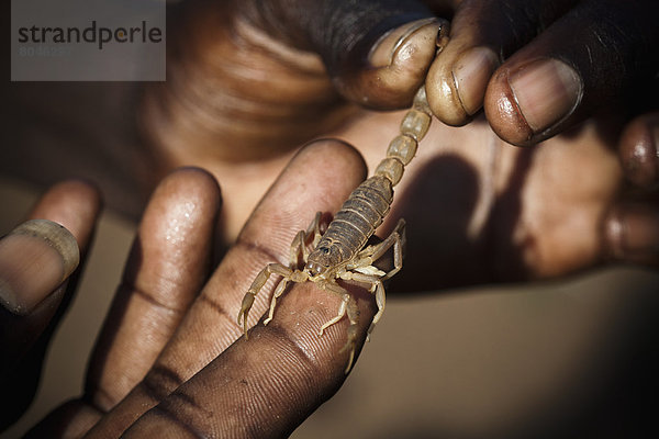 hoch  oben  nahe  Mensch  Kenia  Skorpion - Tier