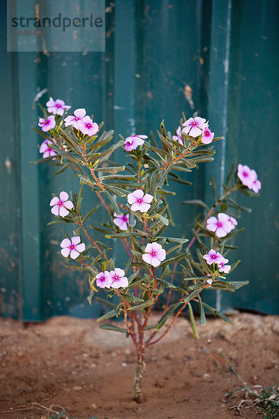 Detail  Details  Ausschnitt  Ausschnitte  Blume  Wachstum  blau  pink  Container  Kenia