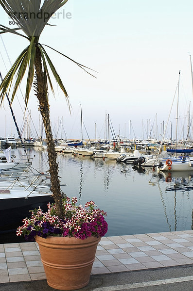 Blume  Baum  Boot  Hintergrund  Palme  Italien  Marken