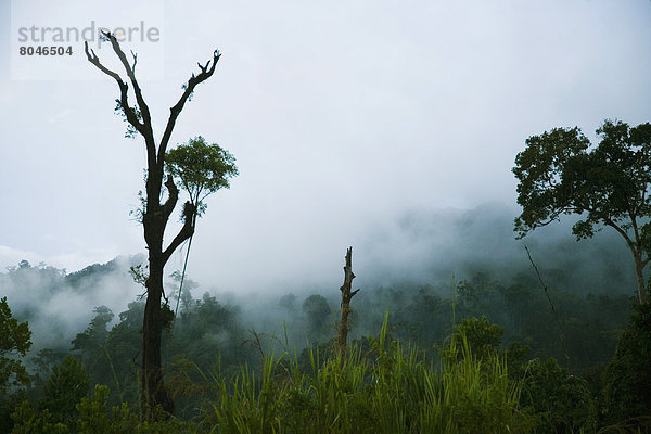 Baum  aufwärts  Regenwald  Wasserdampf  Abenddämmerung  Malaysia