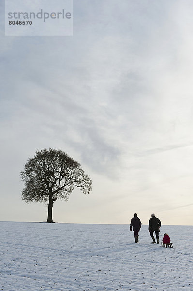 hoch  oben  bedecken  ziehen  Baum  Hügel  Eiche  Einsamkeit  Schlitten  Hampshire  Petersfield  Schnee