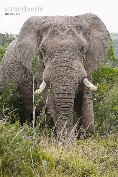 Südliches Afrika  Südafrika  Garden Route