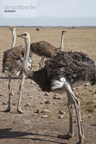 Südliches Afrika  Südafrika