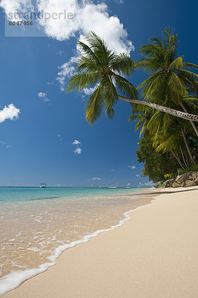 nahe  angelehnt  Strand  Baum  über  Barbados  Palme
