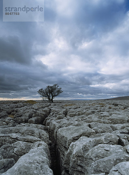 nahe  Baum  Hügel  Bürgersteig  Einsamkeit  England  Kalkstein  North Yorkshire