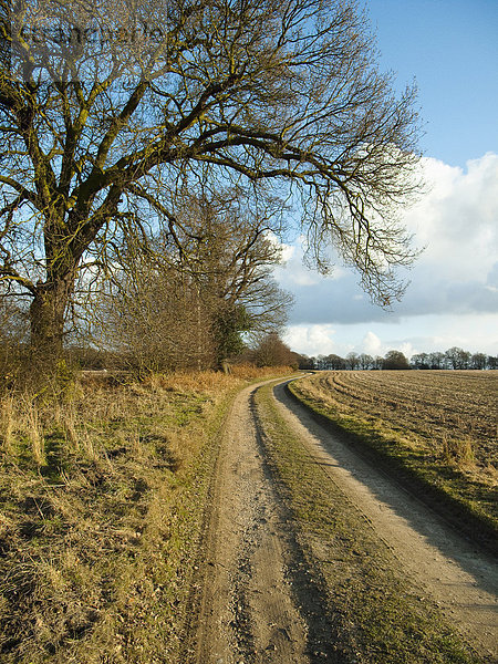 nahe  Landstraße  Baum  Großbritannien  über  Dorf  Sonnenlicht  Essex
