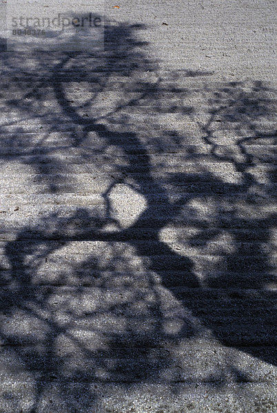 Baum  über  Schatten  Zen  Garten  Japan  Kyoto