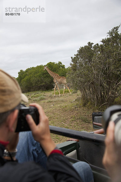 Südliches Afrika  Südafrika  Giraffe  Giraffa camelopardalis  nehmen  fahren  Tourist  Spiel  Fotografie  Garden Route