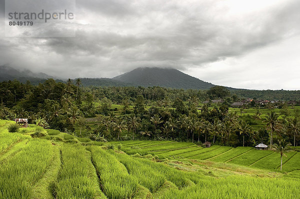 Landschaft  Wald  Reis  Reiskorn  Terrasse  Indonesien