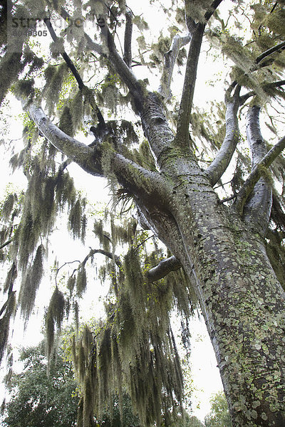 Vereinigte Staaten von Amerika  USA  Baum  hoch  oben  Ansicht  Baumrinde  Rinde  Savannah