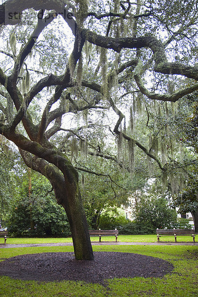 Vereinigte Staaten von Amerika  USA  Savannah