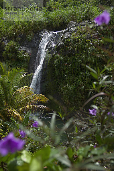 Wasserfall  Karibik  Freundschaft  Grenada  Hauptstadt  Ortsteil