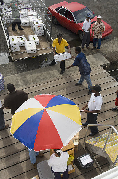 Fischadler  Pandion haliaetus  Lebensmittel  Fähre  Passagier  Gegenstand  Karibik  Grenada  Hauptstadt