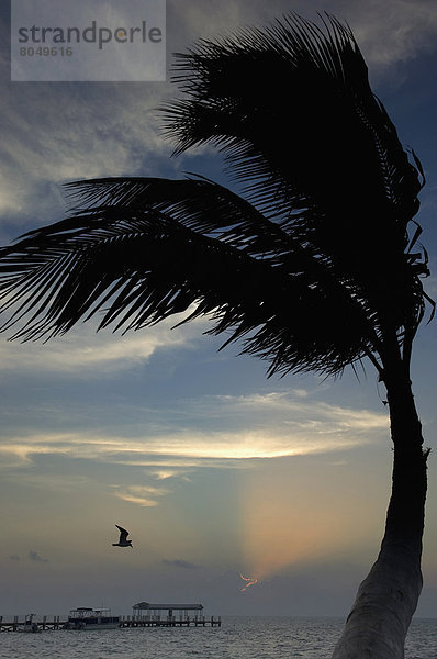 Vereinigte Staaten von Amerika  USA  über  Sonnenaufgang  Boot  Dock  Kai  Islamorada  Florida  Florida Keys