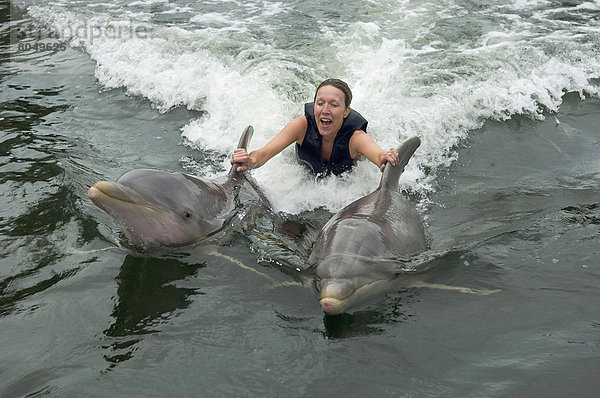 Vereinigte Staaten von Amerika  USA  Delphin  Delphinus delphis  Frau  unterrichten  Säugetier  jung  schwimmen  Personal  Dalbe  Florida  Florida Keys  Key Largo  Forschung