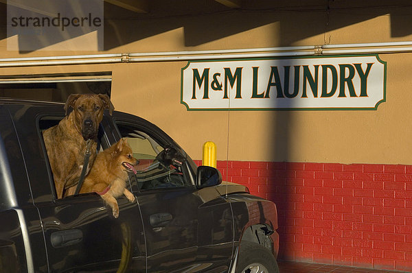 Vereinigte Staaten von Amerika  USA  Außenaufnahme  Auto  Hund  parken  Passagier  Florida  Florida Keys  Waschsalon