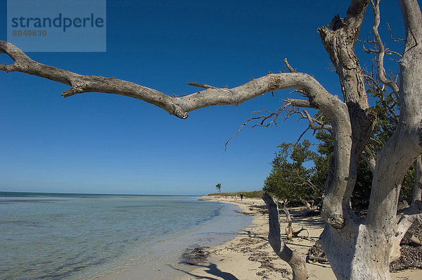 Vereinigte Staaten von Amerika  USA  Key West  Florida  Florida Keys