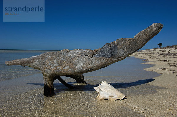 Vereinigte Staaten von Amerika USA Key West Florida Florida Keys