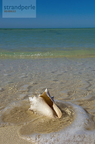 Vereinigte Staaten von Amerika USA Key West Florida Florida Keys