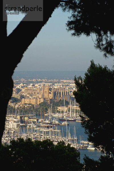 sehen  Baum  blättern  Palma de Mallorca  Mallorca  Spanien