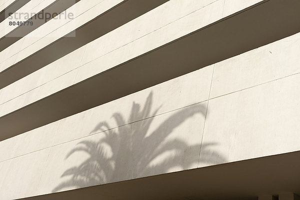 Baum  Gebäude  Schatten  weiß  Büro  Beton  Palme  Casablanca  Marokko