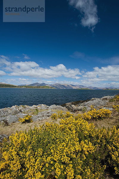 nebeneinander  neben  Seite an Seite  sehen  Großbritannien  Strauch  See  Schottland