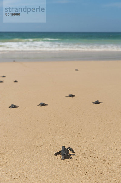 nahe Strand Wasserschildkröte Schildkröte Baby Sri Lanka