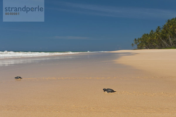 nahe Strand Wasserschildkröte Schildkröte Baby Sri Lanka