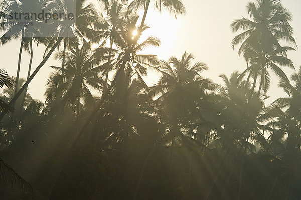 Baum  ankommen  Morgendämmerung  Sri Lanka  Sonne