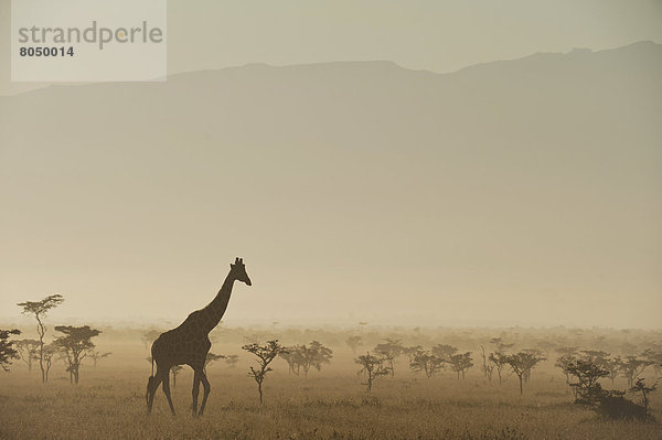 Giraffe  Giraffa camelopardalis  Morgendämmerung  frontal  Kenia