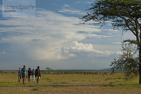Elenantilope  Taurotragus oryx  Mensch  Menschen  gehen  Hintergrund  Safari  Kenia  Zebra