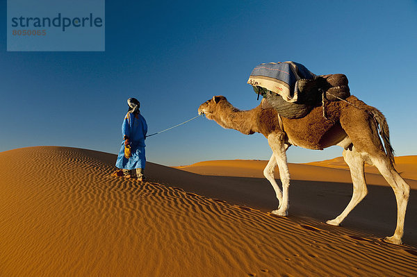 nahe  führen  Wüste  Sand  Düne  Sahara  Berber  Kamel  Merzouga  Marokko