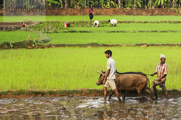 arbeiten  Feld  Rind  Indien  Karnataka  pflügen