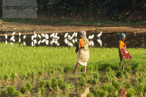 Indien  Karnataka