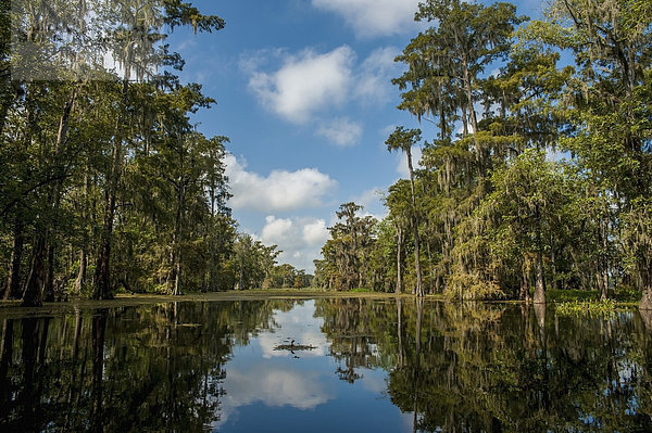 Vereinigte Staaten von Amerika USA Louisiana