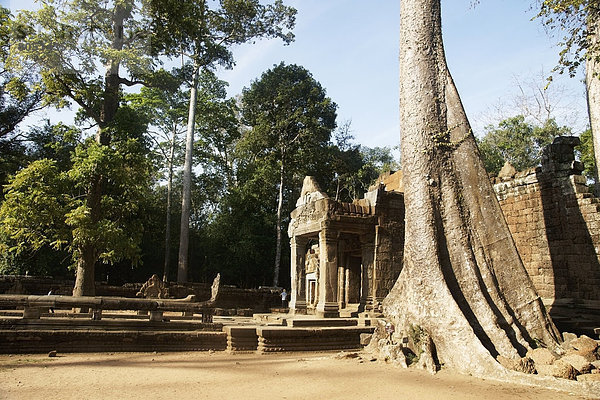 Angkor Wat  Kambodscha  Ta Prohm Tempel