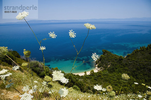 Küste  Wildblume  Fokus auf den Vordergrund  Fokus auf dem Vordergrund  Ansicht  Griechenland  Idylle