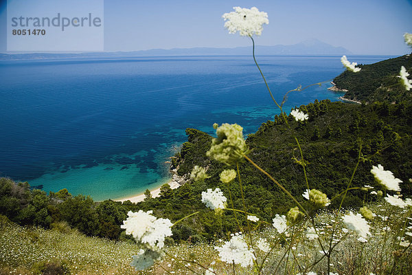 Küste  Wildblume  Fokus auf den Vordergrund  Fokus auf dem Vordergrund  Ansicht  Griechenland  Idylle