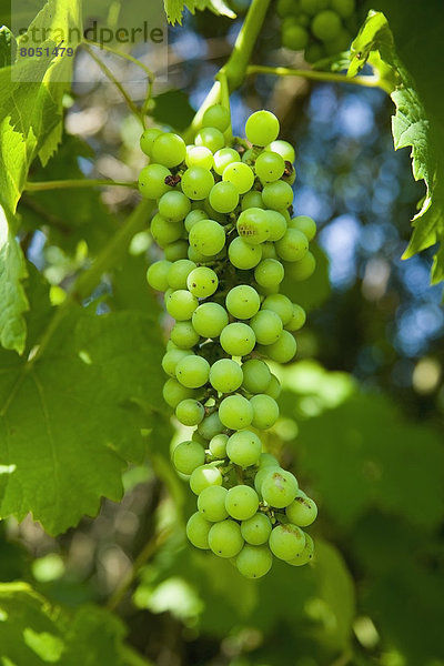 grün  Weintraube  Griechenland  Reben