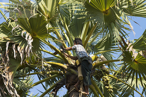 Mann  Baum  sammeln  jung  Saft  Myanmar