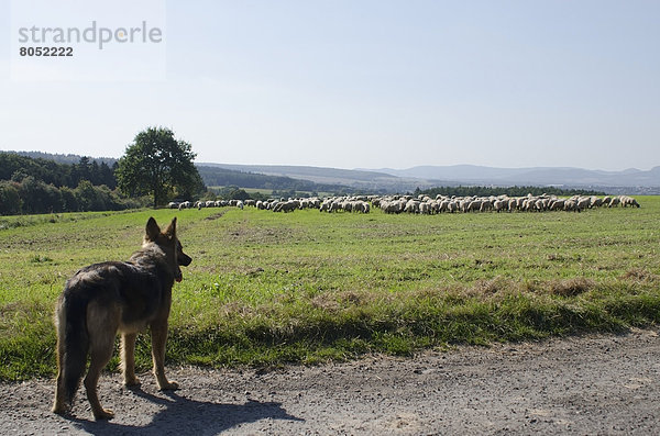 sehen  Schaf  Ovis aries  Hund  Herde  Herdentier  Vogelschwarm  Vogelschar  deutsch  Deutschland  Schafhirte