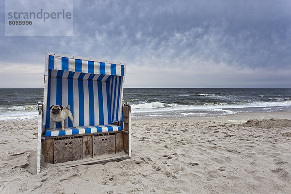 Mops im Strandkorb  Sylt  Schleswig-Holstein  Deutschland  Europa