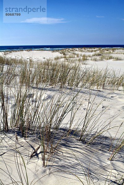 Frankreich Botanik Strand Landschaft Küste befestigen Sand Düne Gras Atlantischer Ozean Atlantik Geographie Aquitanien Gironde
