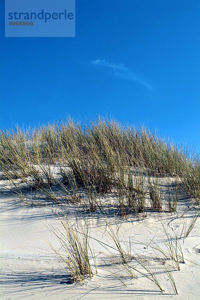 Botanik  Küste  befestigen  Sand  Düne  Gras  Atlantischer Ozean  Atlantik  Geographie  Aquitanien