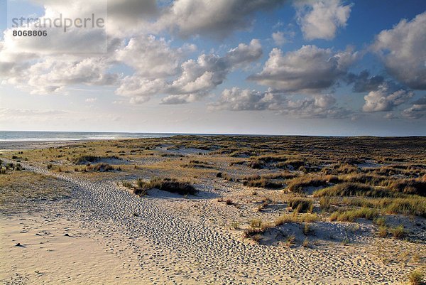 Botanik  Strand  Landschaft  Küste  befestigen  Sand  Düne  Gras  Atlantischer Ozean  Atlantik  Geographie  40  Aquitanien