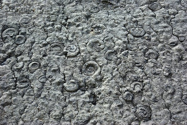 Wand  Provence - Alpes-Cote d Azur  Ammonit  Kalkstein