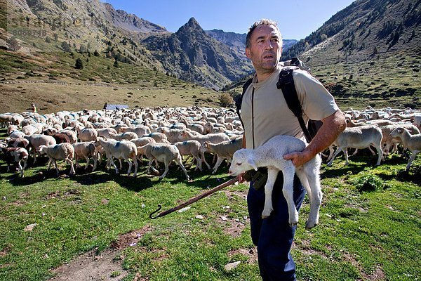 Lamm  Feuerwehr  Neugeborenes  neugeboren  Neugeborene  Zusammenhalt  Druckerzeugnis  geben  klein  ankommen  yes  halten  Schnee  Tal  Herde  Herdentier  Schaf  Ovis aries  Hund  Geburt  übergeben  sortieren  Schafhirte  Aure  Grenze  Ende  bekommen  Oktober  Pyrenäen